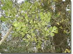 T3 - Mistletoe 04 T3 - Mistletoe 04